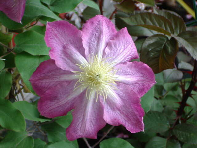 Clematis