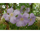 Clematis Blekitny Aniol (Blue Angel)