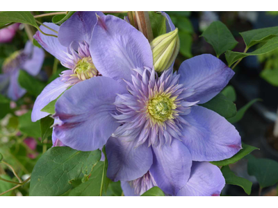 Clematis