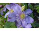 Clematis Blue Light