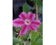 Clematis Carnaby