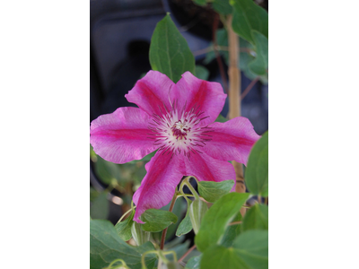 Clematis
