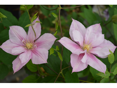 Clematis