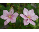Clematis Caroline