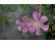 Clematis Comtesse de Bouchaud