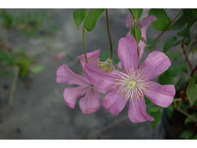 Clematis