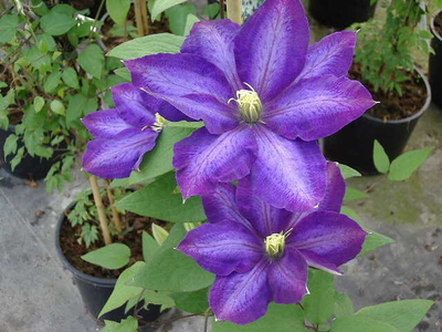 Clematis