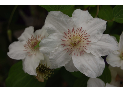 Clematis