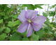 Clematis Dominika