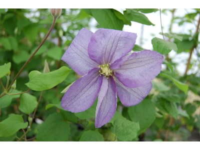 Clematis