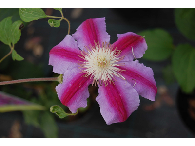 Clematis