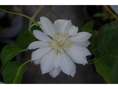 Clematis