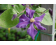 Clematis