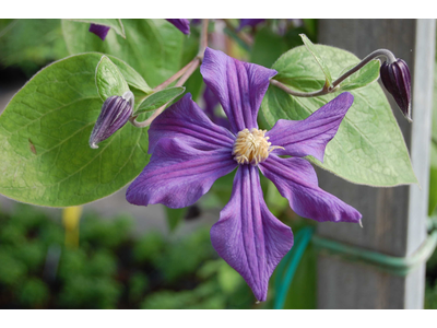 Clematis