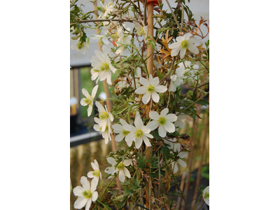 Clematis