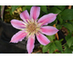 Clematis Evison - Empress Regal ®