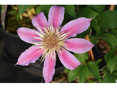 Clematis