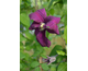 Clematis Ernest Markham