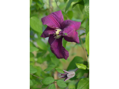 Clematis