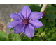 Clematis Evison - Diamantina Regal ®