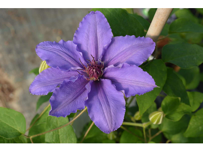 Clematis