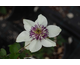Clematis florida Sieboldii