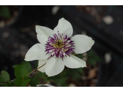 Clematis florida