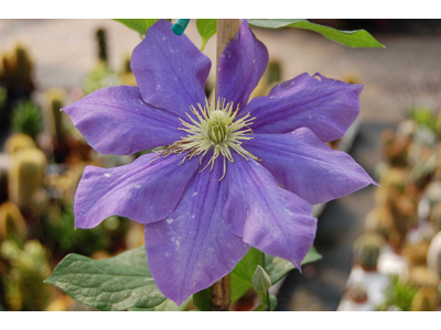 Clematis