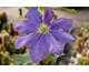 Clematis Fujimusume