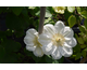 Clematis Guernsey Cream