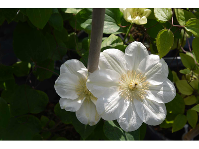 Clematis