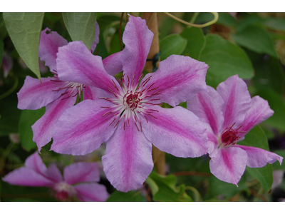 Clematis