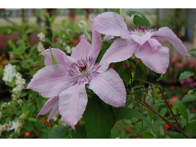 Clematis