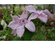 Clematis Hagley Hybrid