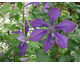Clematis Honora