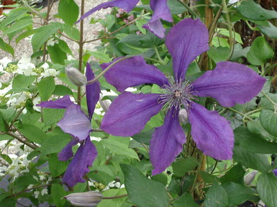 Clematis