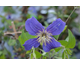 Clematis