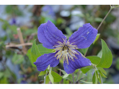 Clematis