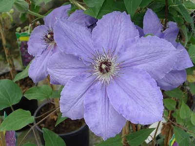 Clematis