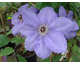 Clematis Hybrida Sieboldii