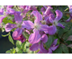 Clematis