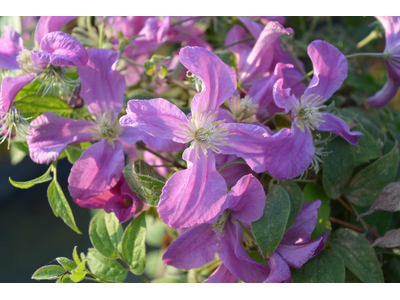 Clematis