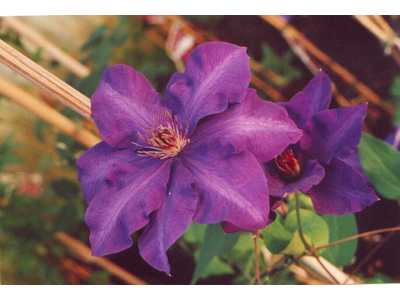 Clematis