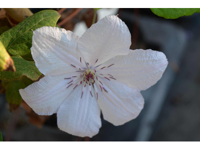 Clematis