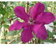 Clematis Kardinal Wyszynski