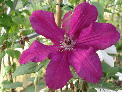 Clematis