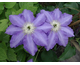 Clematis Lasurstern