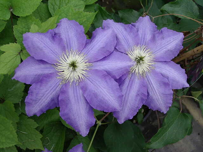 Clematis