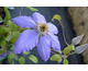Clematis Lawsoniana