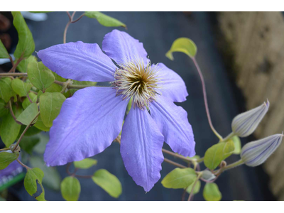 Clematis